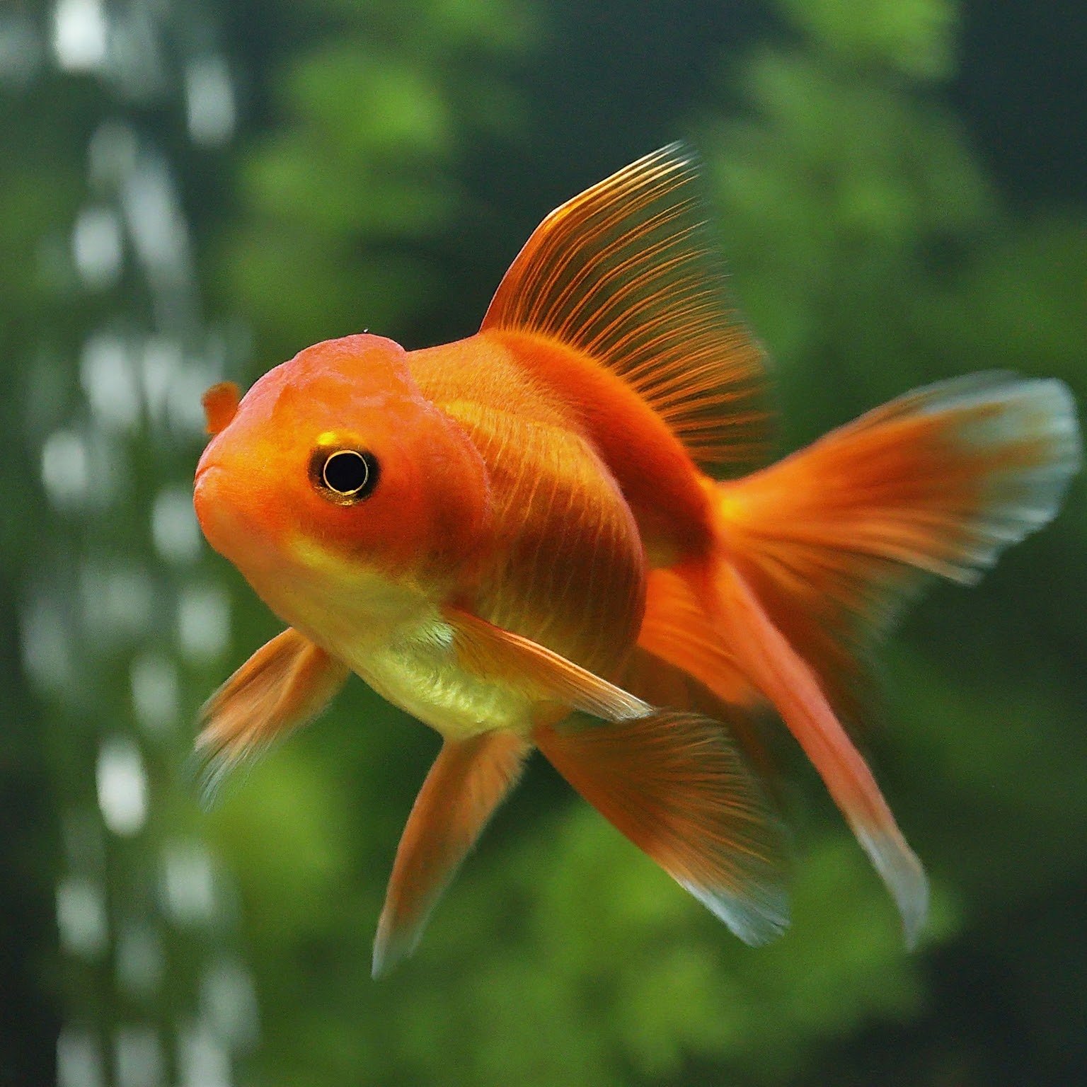 Orange Common Goldfish Funny Names