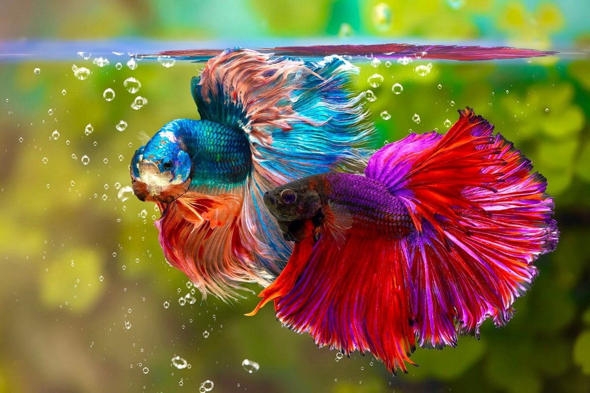 Betta Fish Funny Names